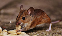 Find Exterminators in Briscoe County